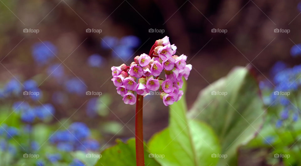 Close-up of pink flowers blooming outdoors in Berlin, Germany.