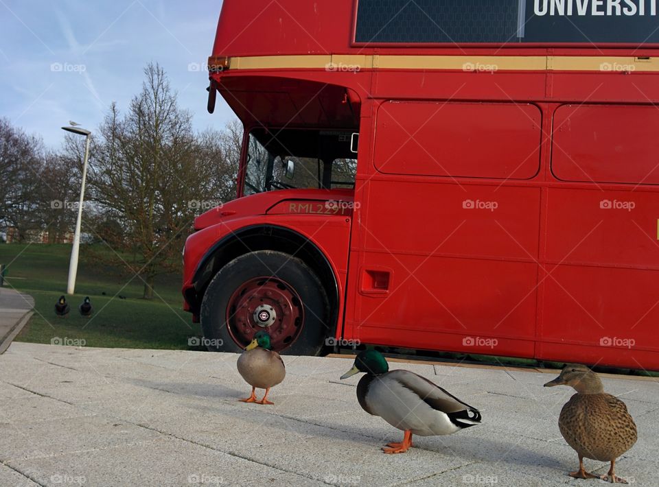 Ducks in London