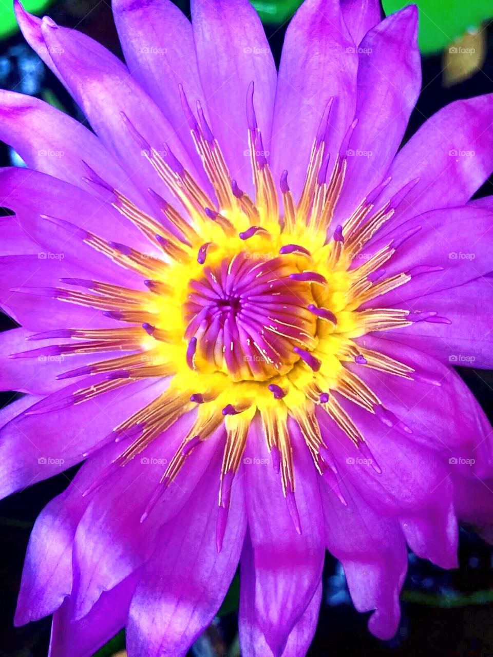 Lotus with purple flowers