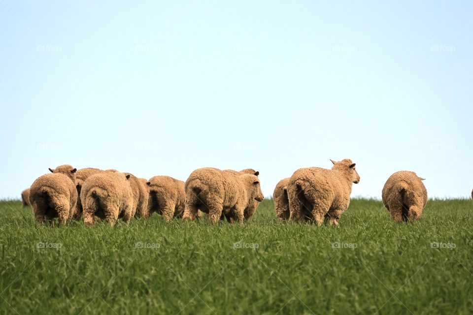 Flock Australian wooly sheep, lambs and ewes in green meadow pasture field, South Australia, pastoral, grazing, wool and lamb production