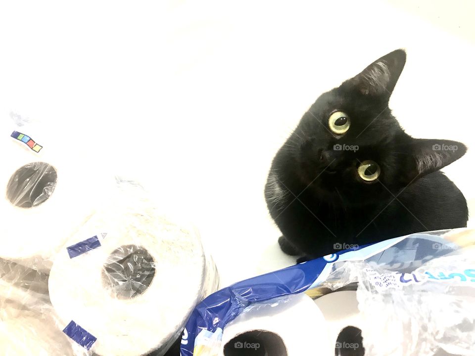 Silly photo of adorable black kitty looking up from behind the toilet paper rolls! 