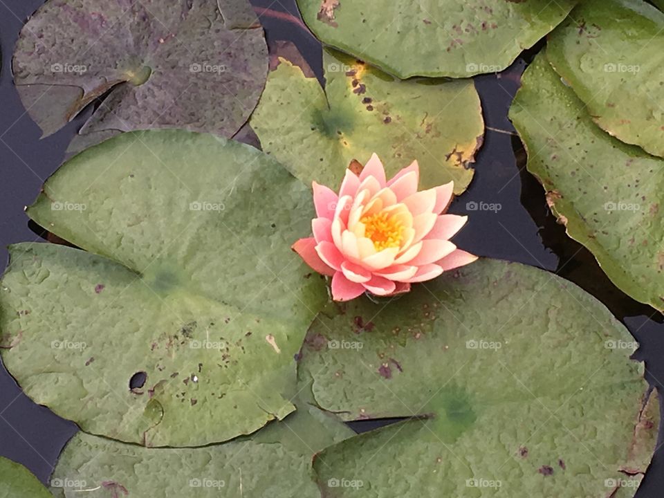 Pink & Yellow Water Lily