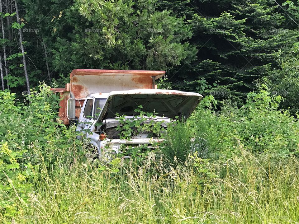 An old rusted dump truck with its hood up overrun by vegetation from being abandoned in the forest. 