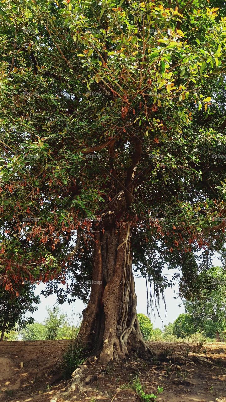 tree, woody plant that regularly renews its growth (perennial). Most plants classified as trees have a single self-supporting trunk containing woody tissues, and in most species the trunk produces secondary limbs, called branches.Nature photographs.