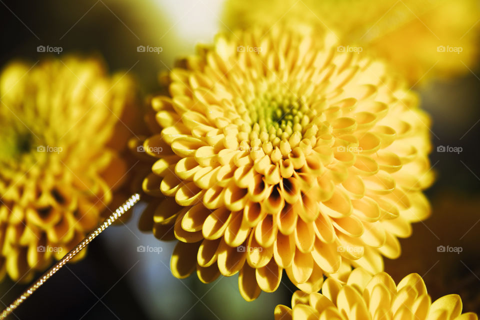 Close-up of a beautiful orange Chrysanthemum flower