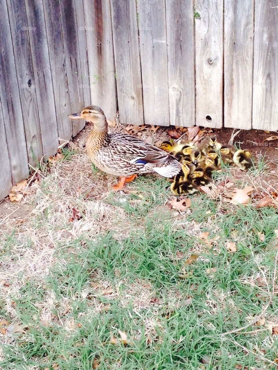 Duck and ducklings