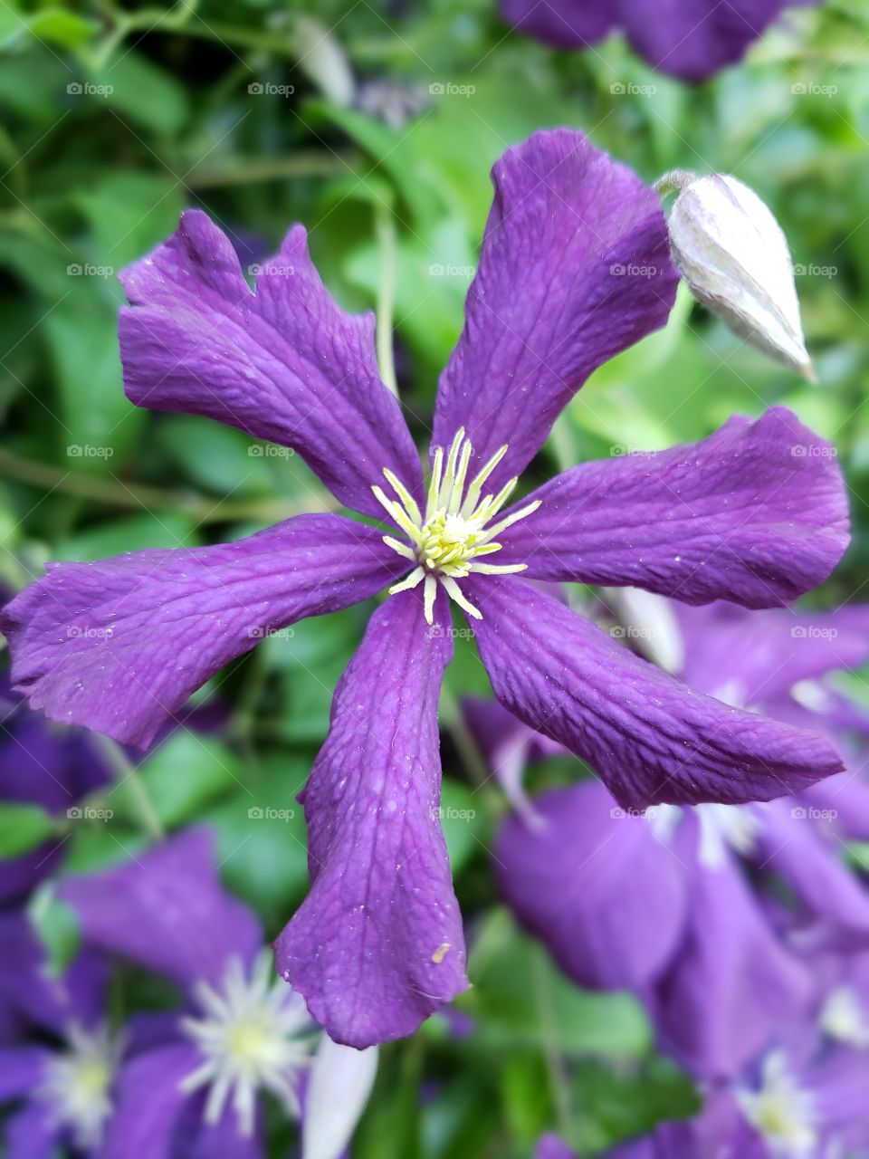 Purple bloom, closeup, growing vine