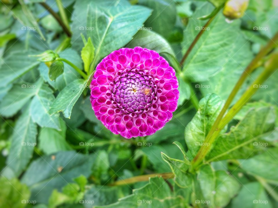 Pink Dahlia