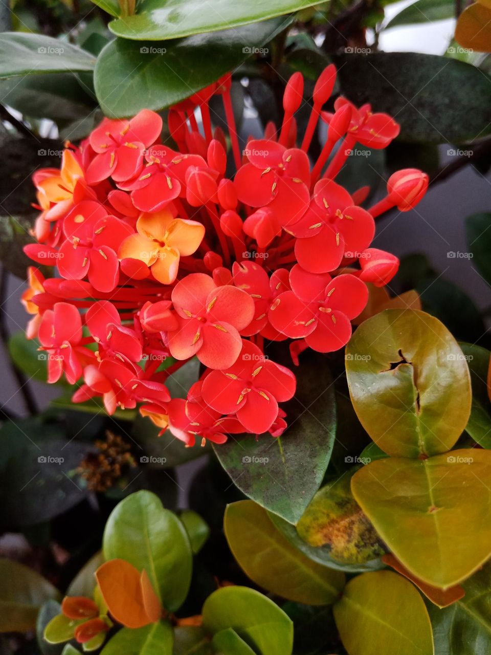 Ixoria flower