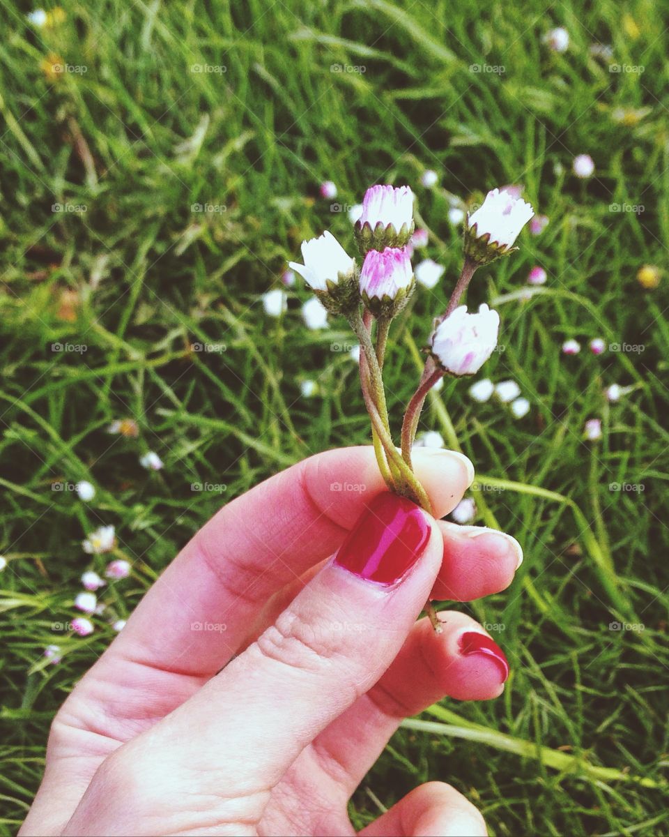 Nature, Flower, Summer, Grass, Flora