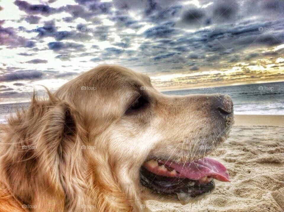 Nocas - Golden Retriever