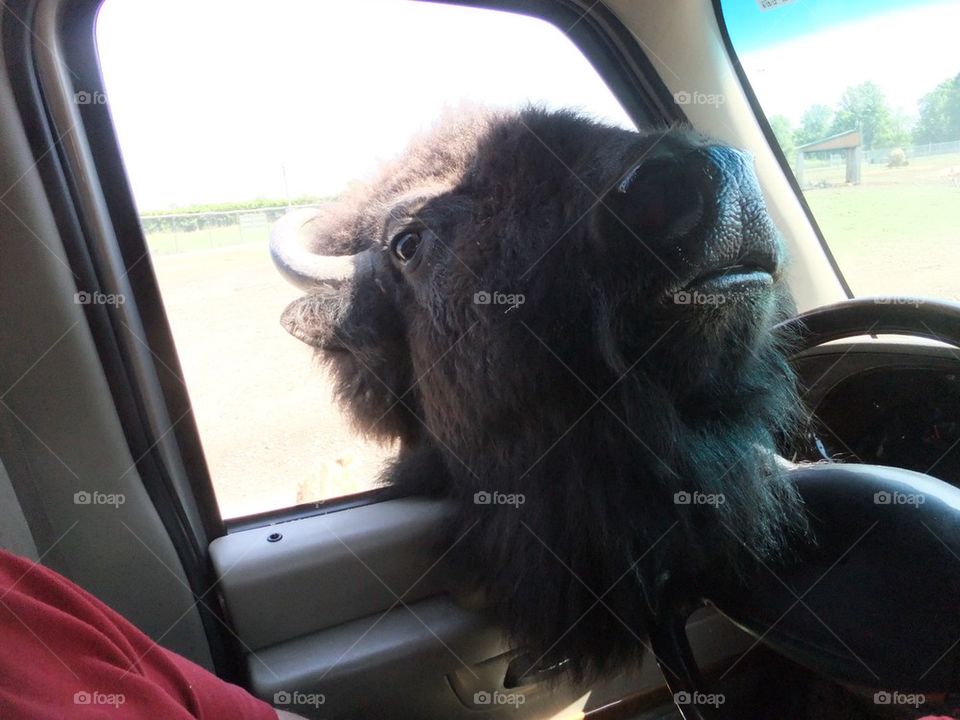 Buffalo in the car