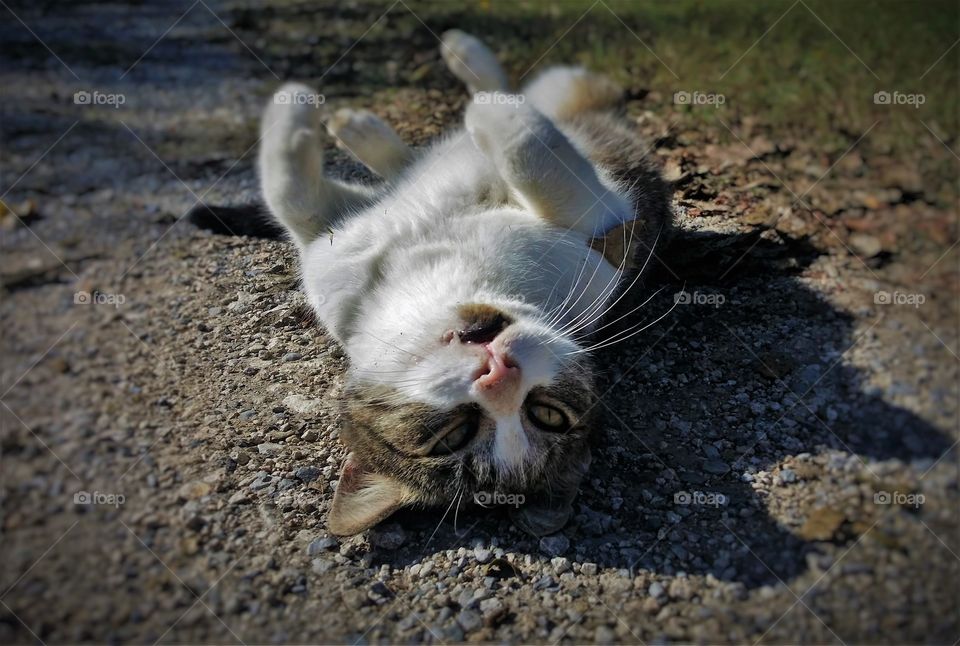 Tabby Cat in the Road on her Back Looking Up