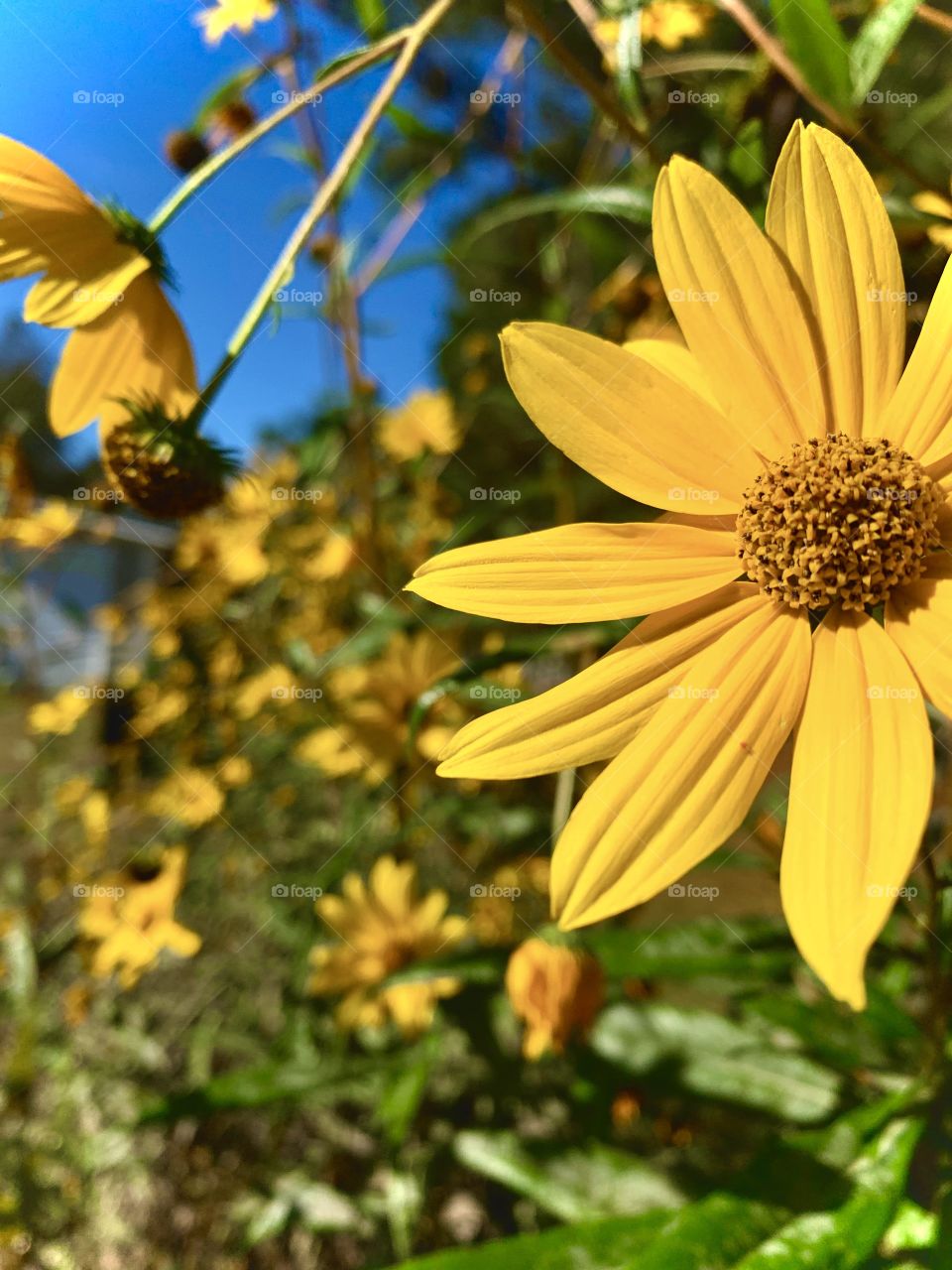Closeup of a yellow daisy among many others around it with a bright blue sky above.