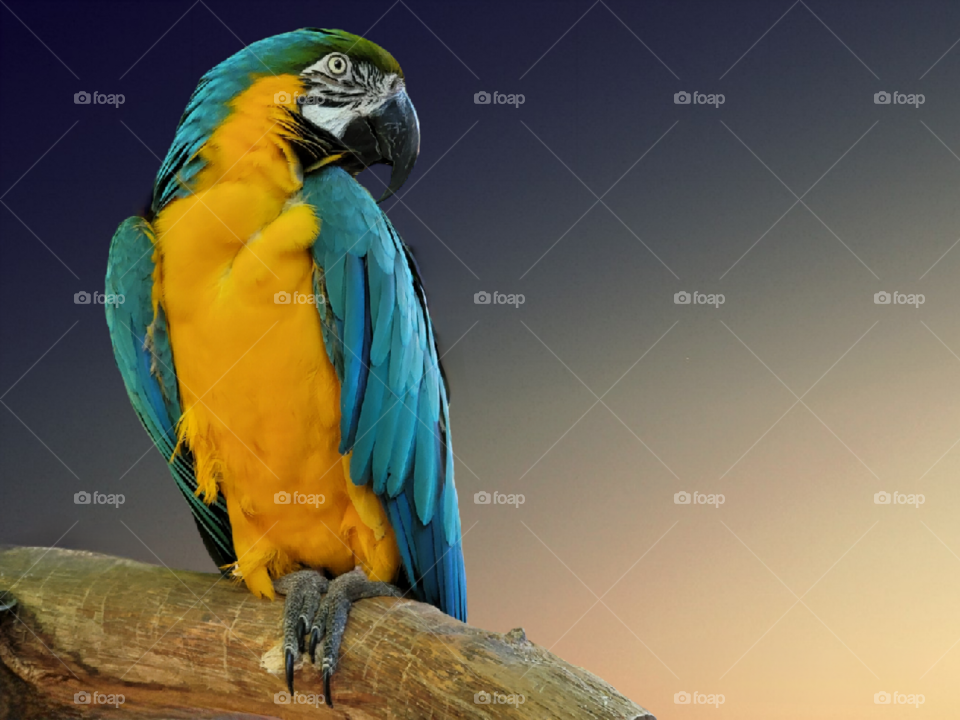 Blue and Yellow Macaw,