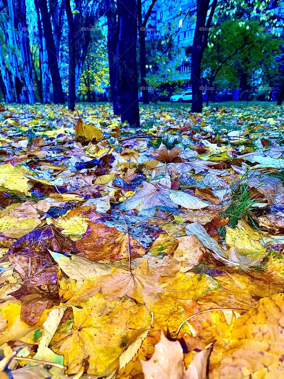 #rain #leaves
#grass #
#Autumn #trees #