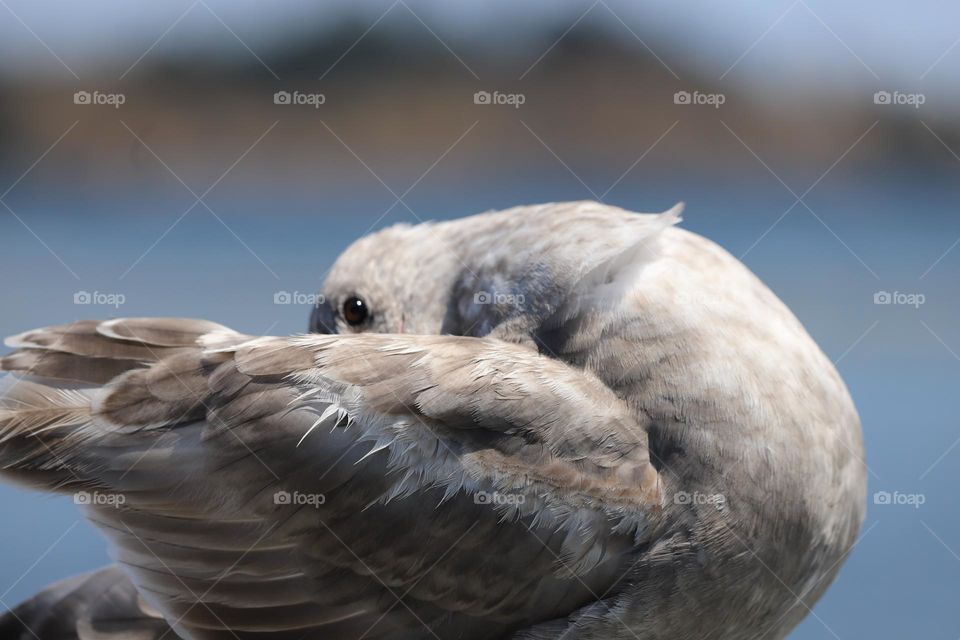 Seagull ready to sleep 