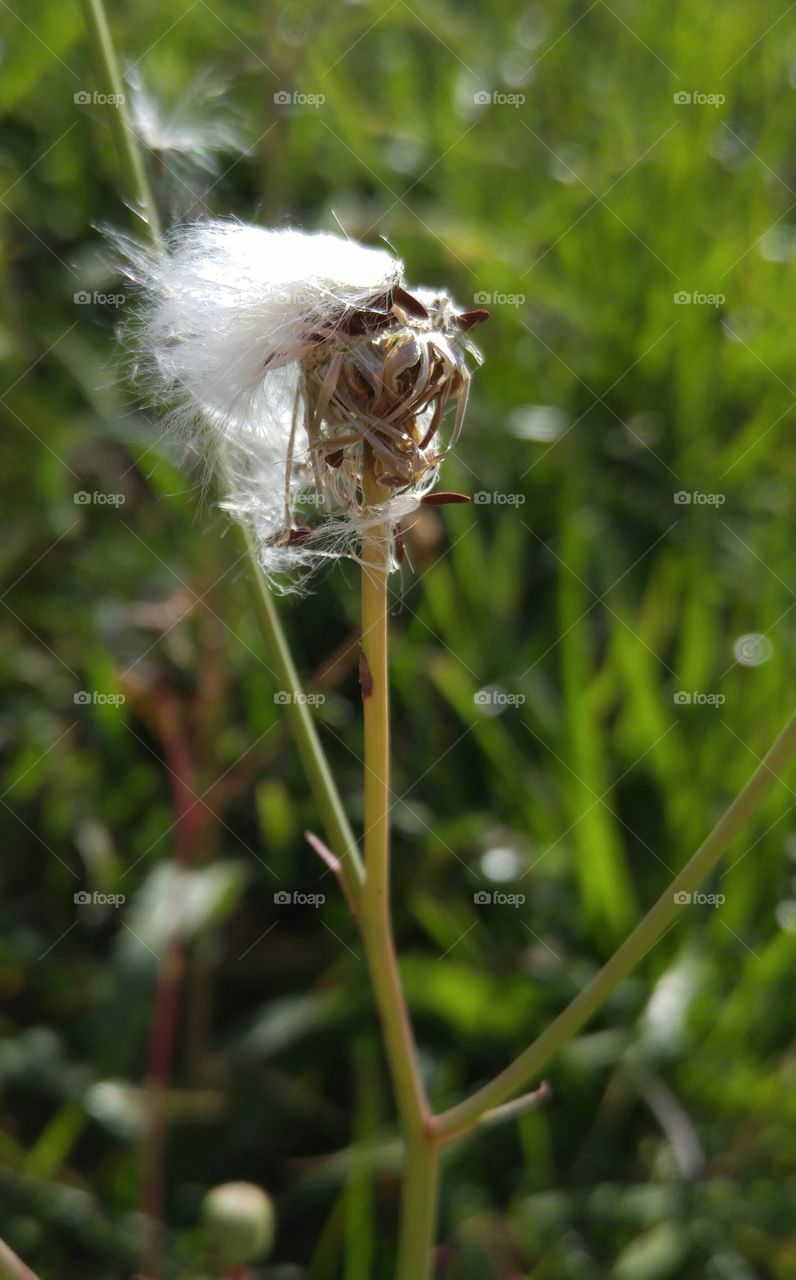 Dandelion last days. Dandelion's last days in the wind