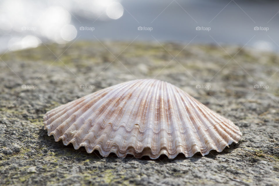 Close-up of seashell on rock