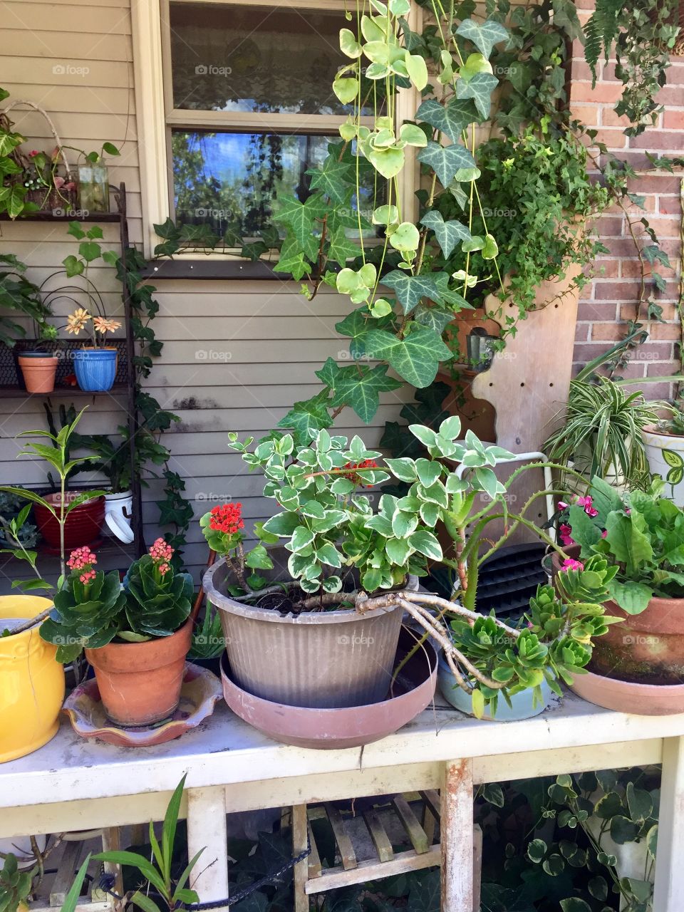 House plants of a plant fanatic 