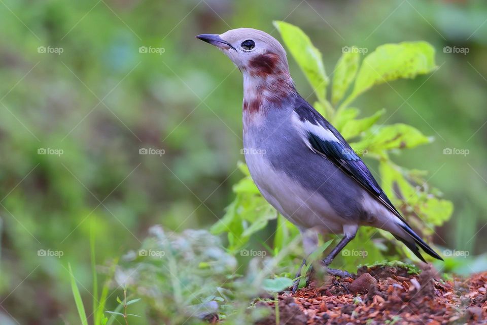 Beautiful and cute bird