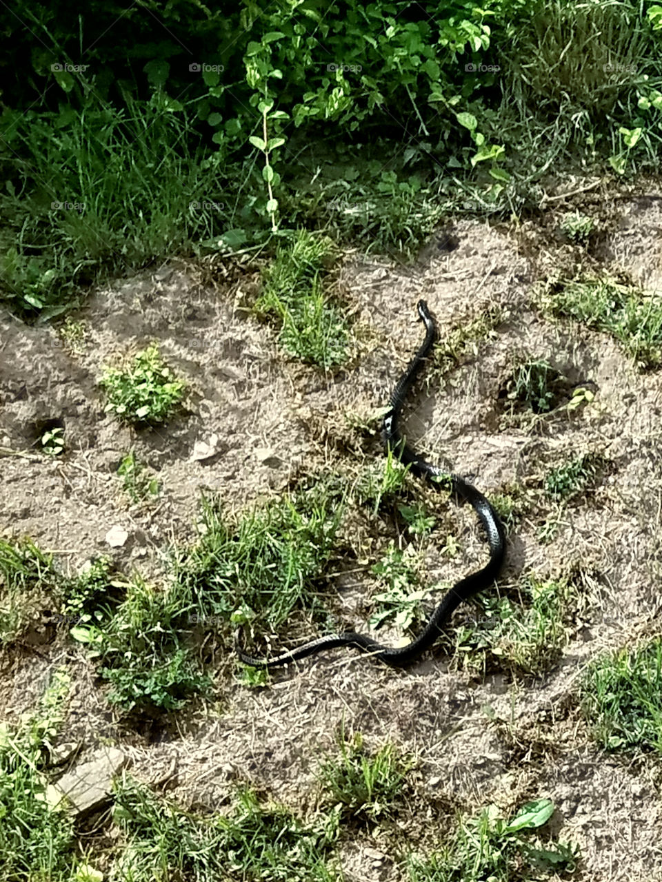 Slithering black snake