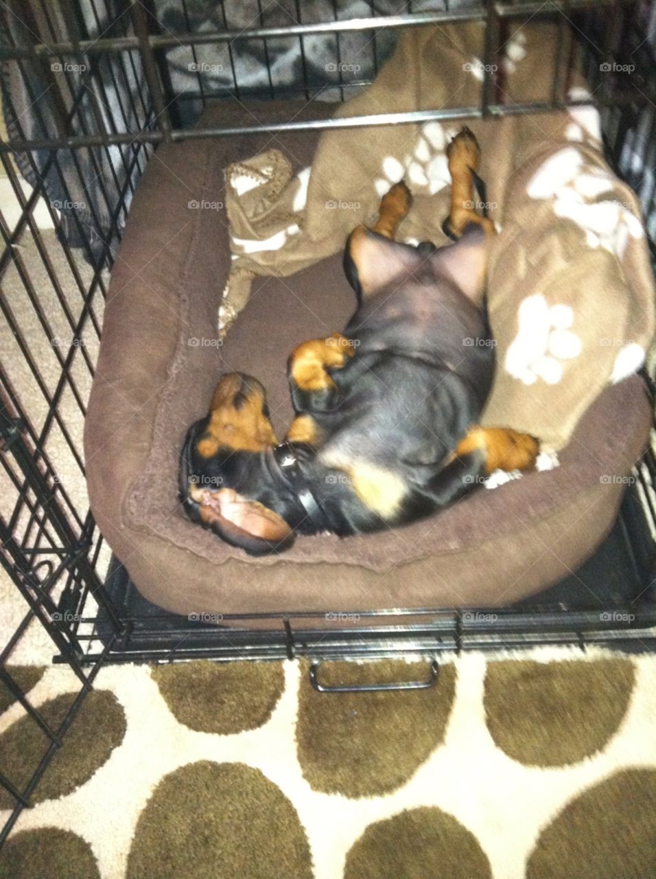 sleeping in crate