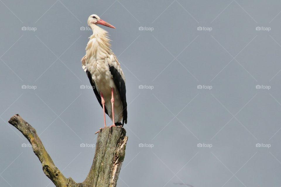 Stork perching on a dry branch