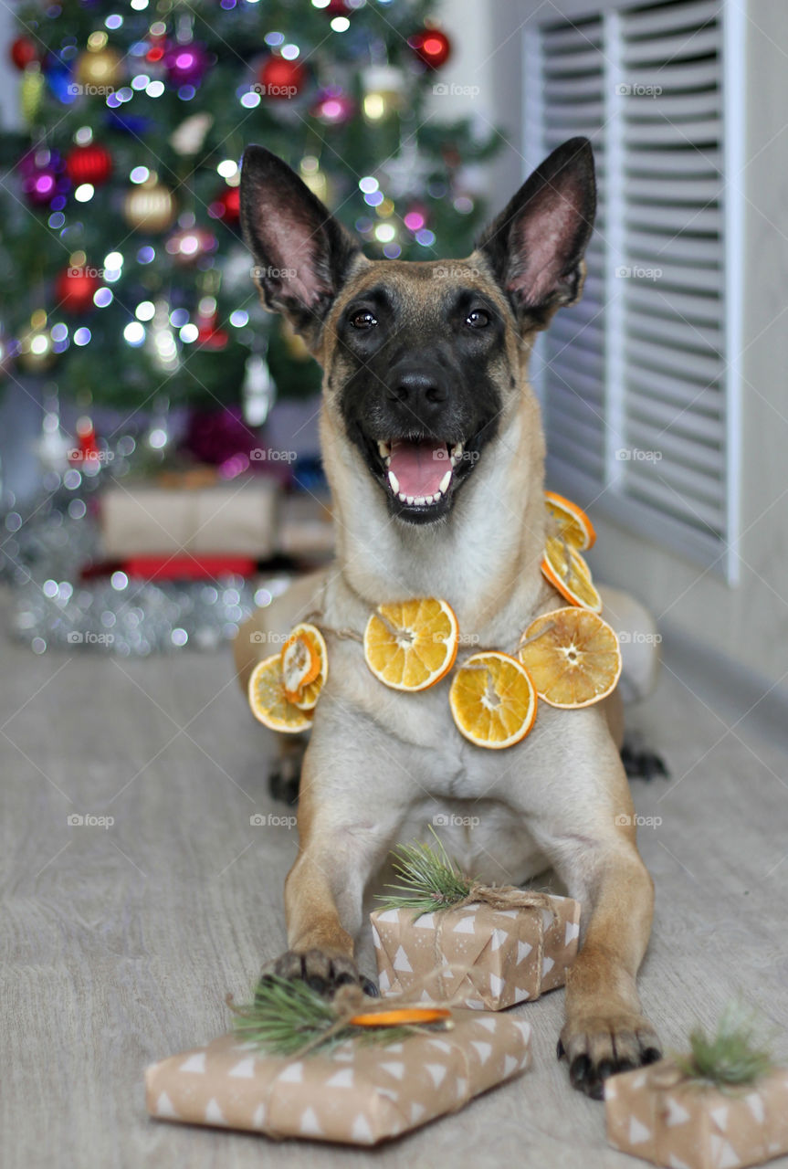 Malinois