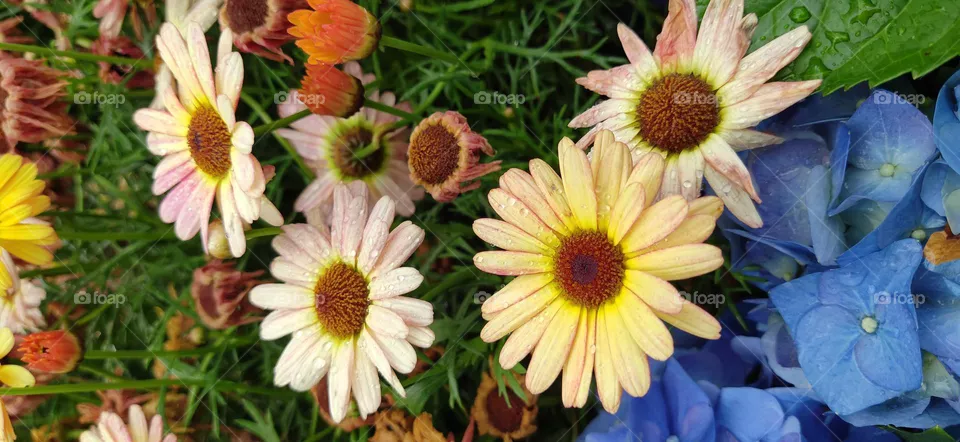 flowers