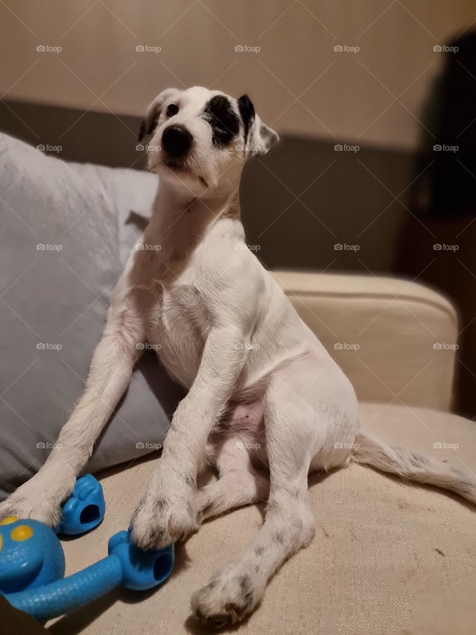 Parson Russell Terrier