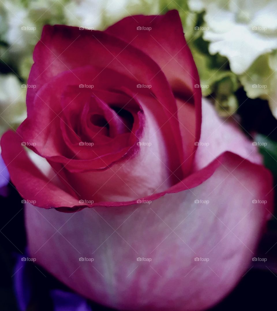 rose.