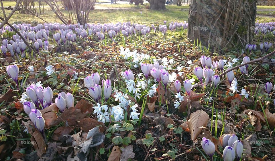 Crocus and scilla