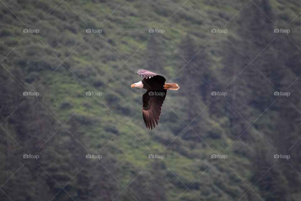 A bald eagle flies quickly searching the ground for food