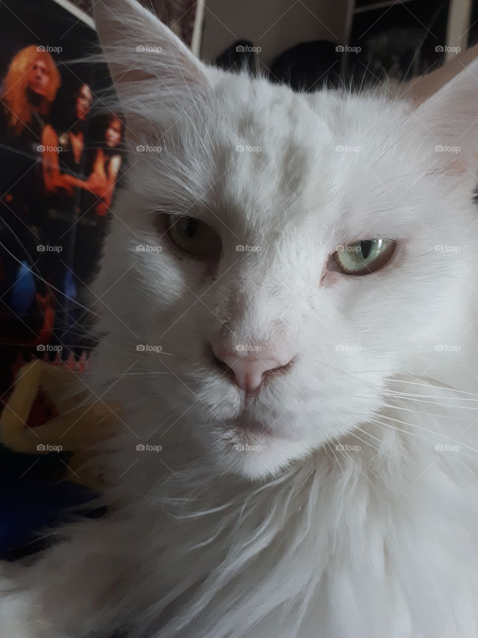 Angry Funny White Maine Coon Cat