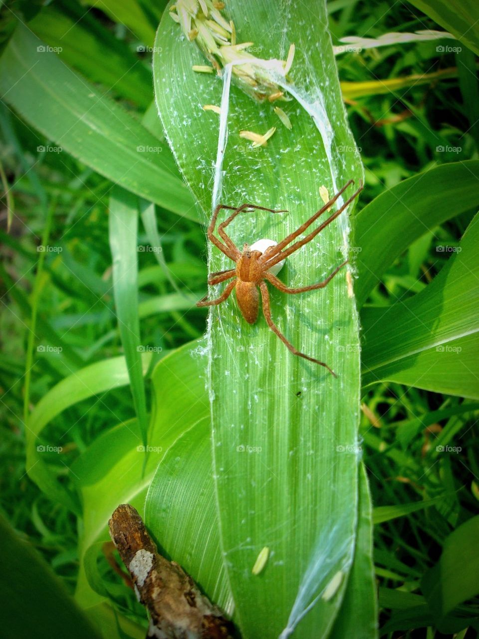 spider in my corn