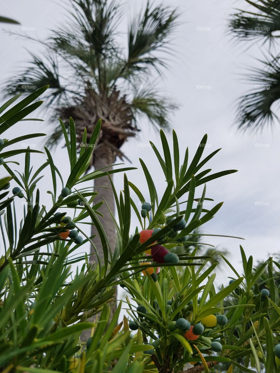 palm tree and berry plant