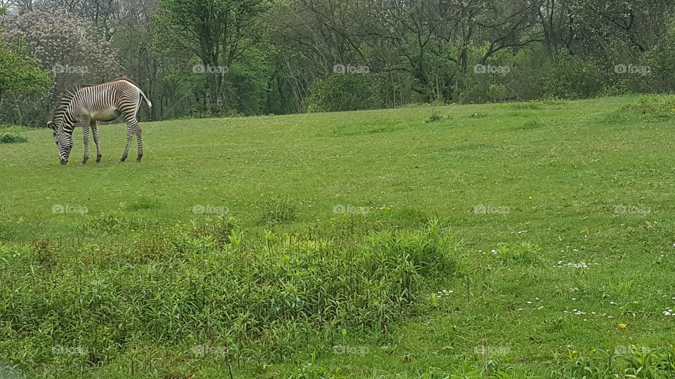 Grass, Nature, Landscape, No Person, Hayfield