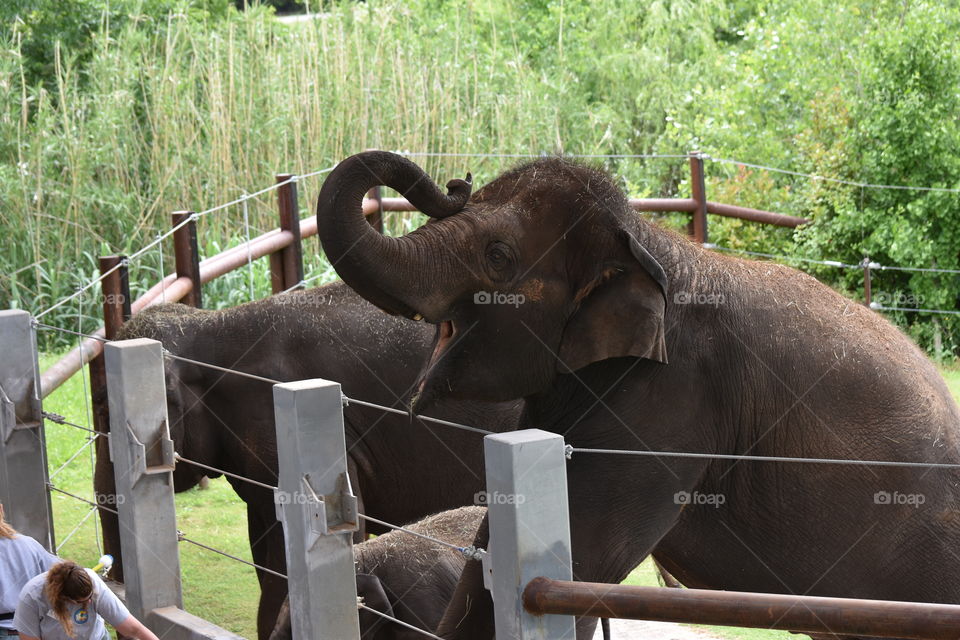 Asian elephants Show