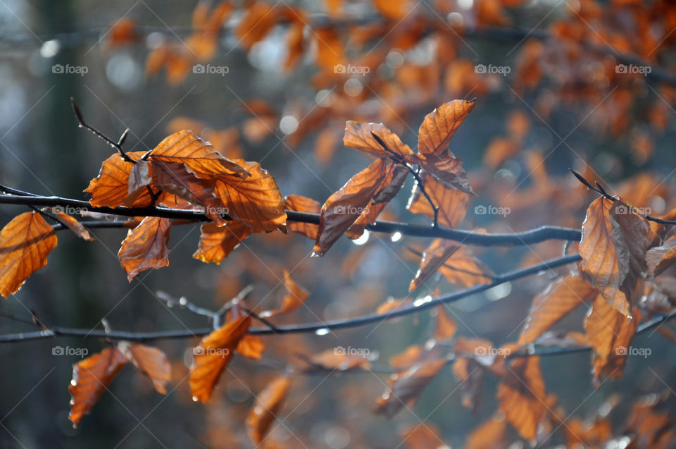 Autumn tree after the rain 