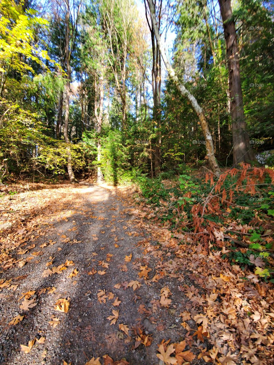 Wood, Leaf, Nature, No Person, Landscape