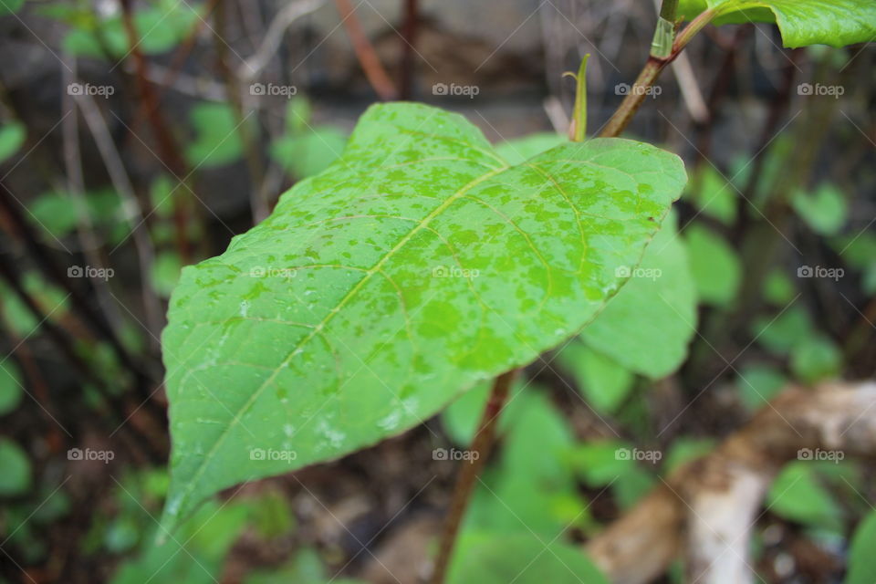 Japanese knotweed leaf wet from an April rain 