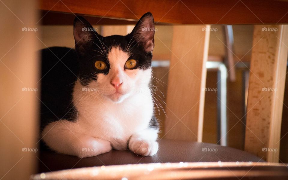Cat resting under table