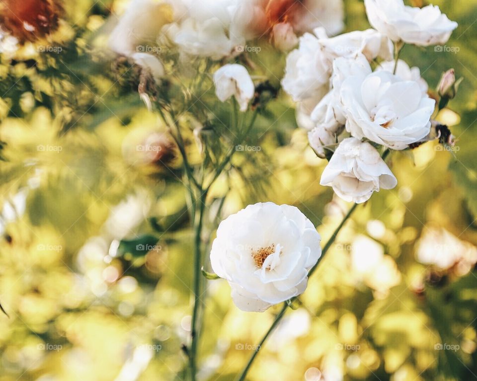 White flowers in bloom 