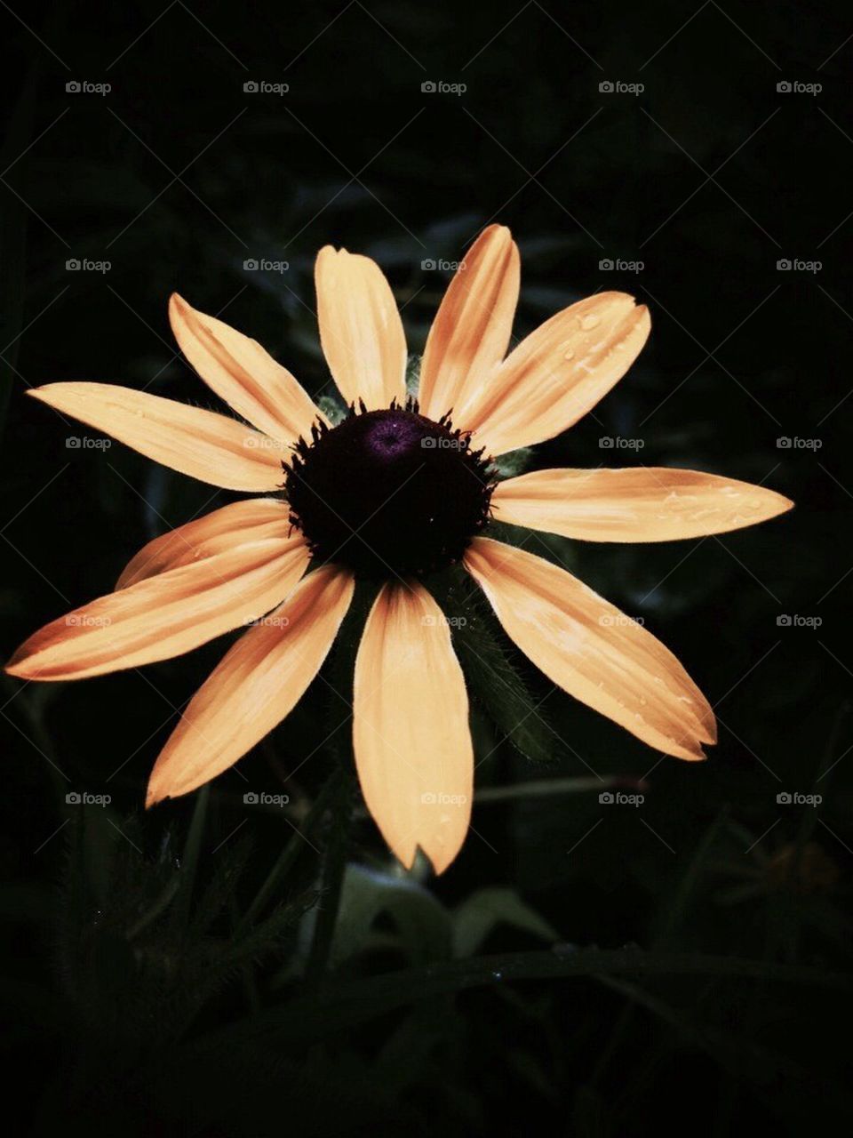 Brown Eyed Susan