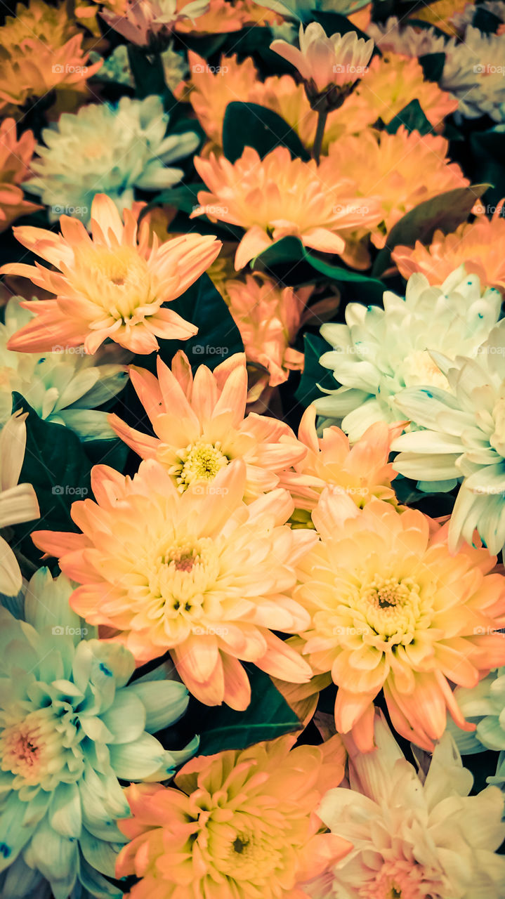Chrysanthemum Flower Group