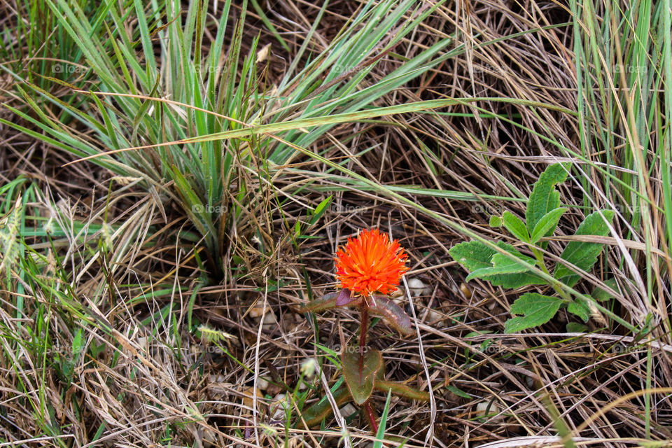 Flower growing in the middle of dry grass