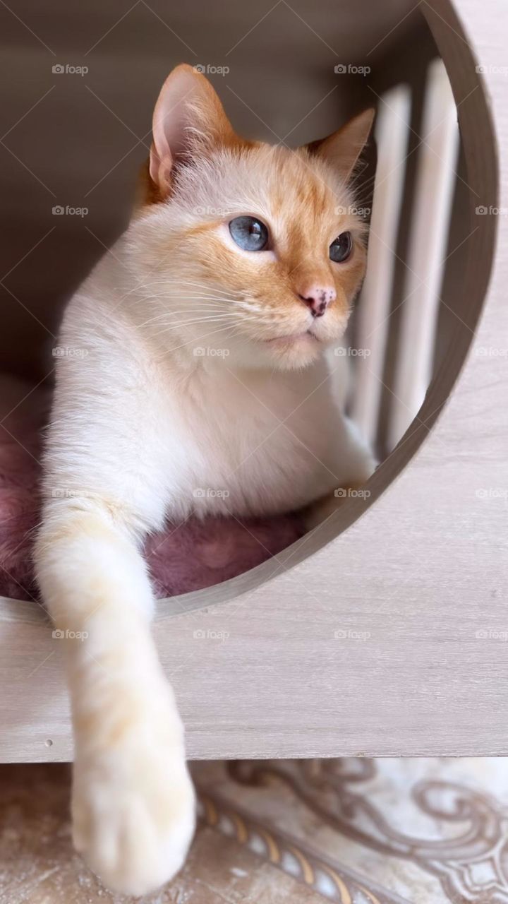 My cat relaxing in its bed