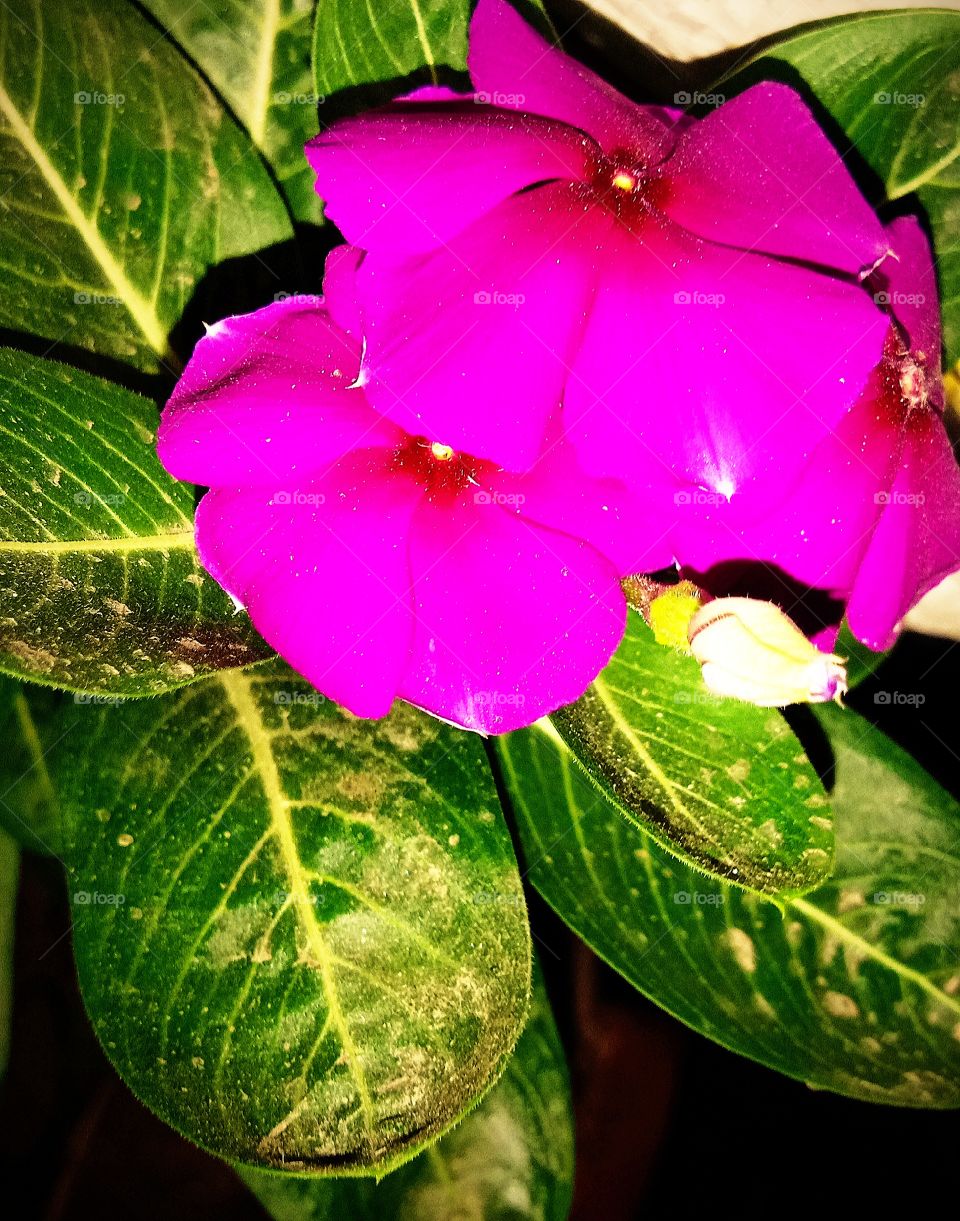 #foap #infoapartemen #foapjuly18 #foapaug18 #foapfeb18 #foapapril17 #foapers #foapjune18 #fotografoaprendiz #sfoapprentices #foaper #infoapartment #foapmission #foapmay18 #foapapr18 #foapit #infoaplikasipaytren #infoapple #foapom #foapjan19 #infoapp