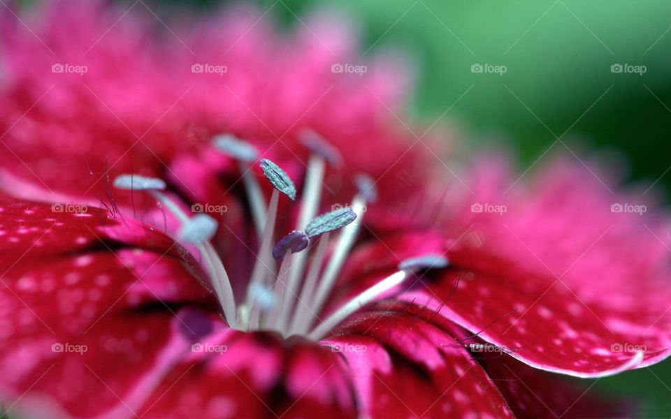 Microphotography on flowers exploring petals